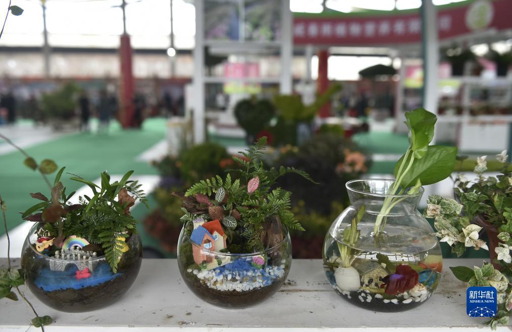 同花娱乐